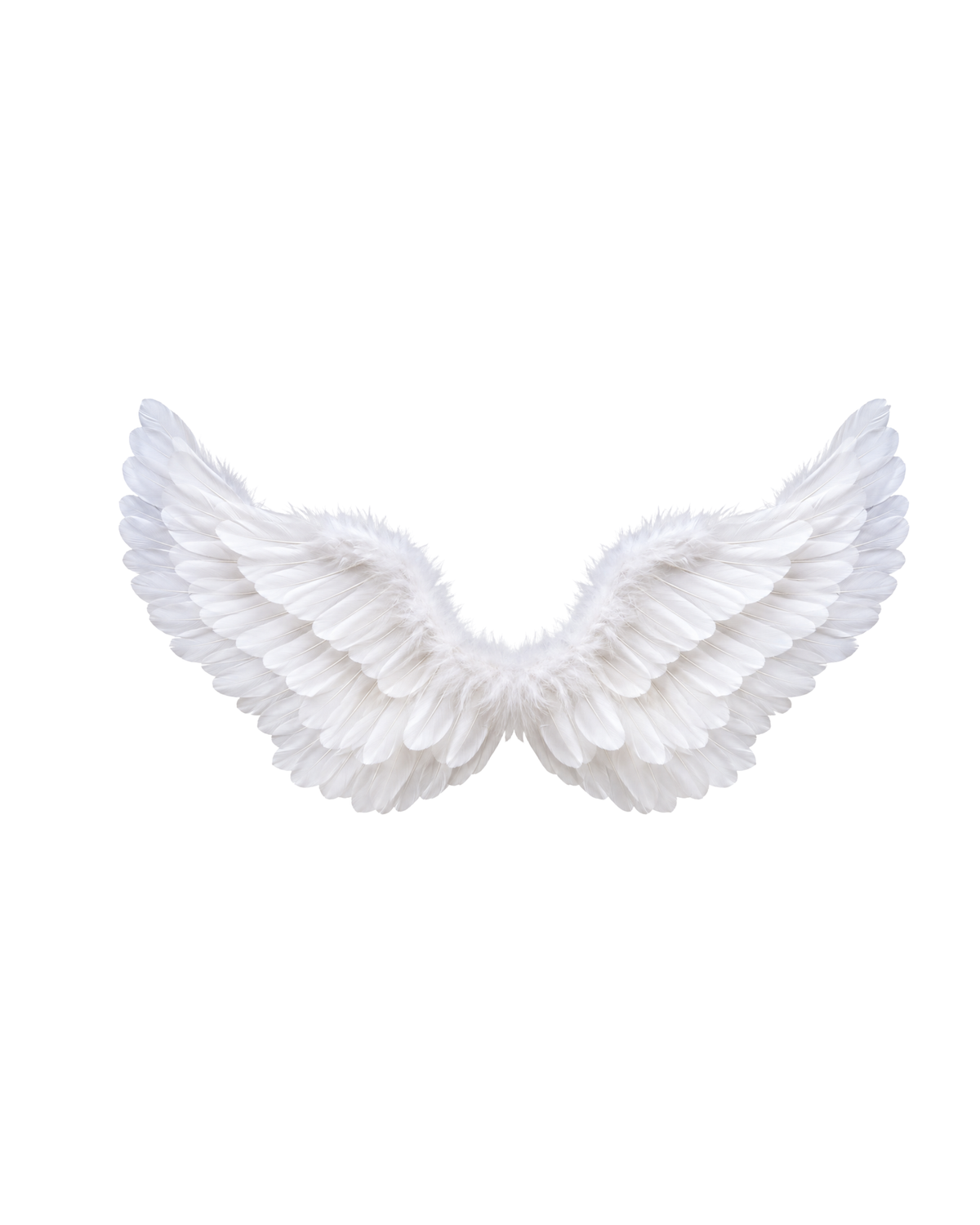 Angel Wings- White: This pair of large, white Angel Wings is spread open against a plain white background, beautifully resembling the wings of an angel.